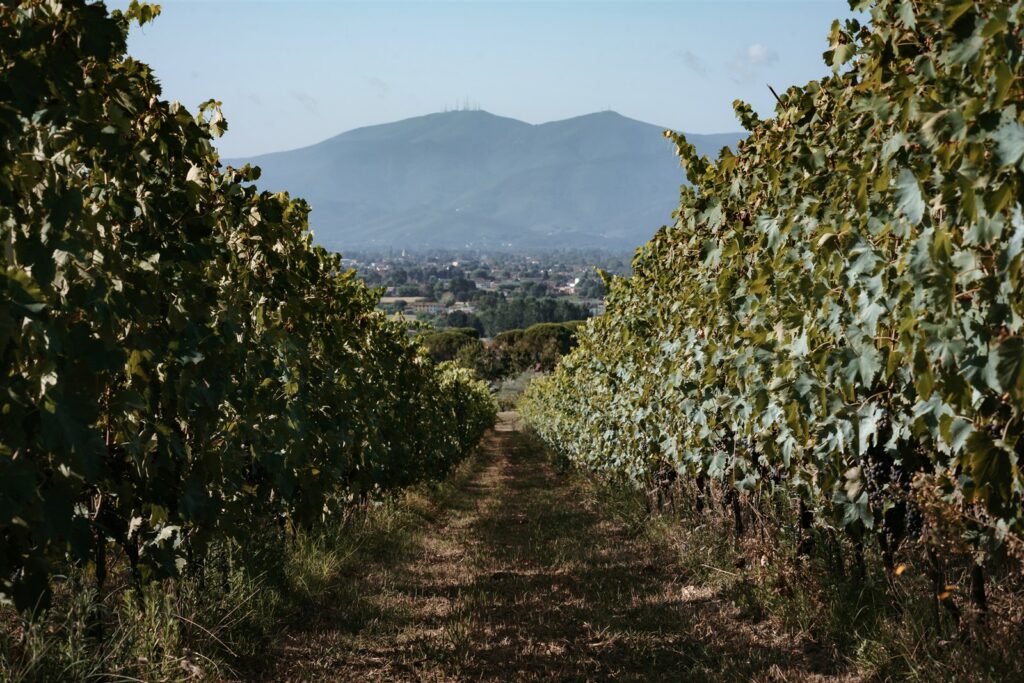 Colline lucchesi e vitigno
