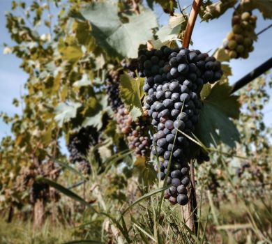 Produzione vino Lucchese