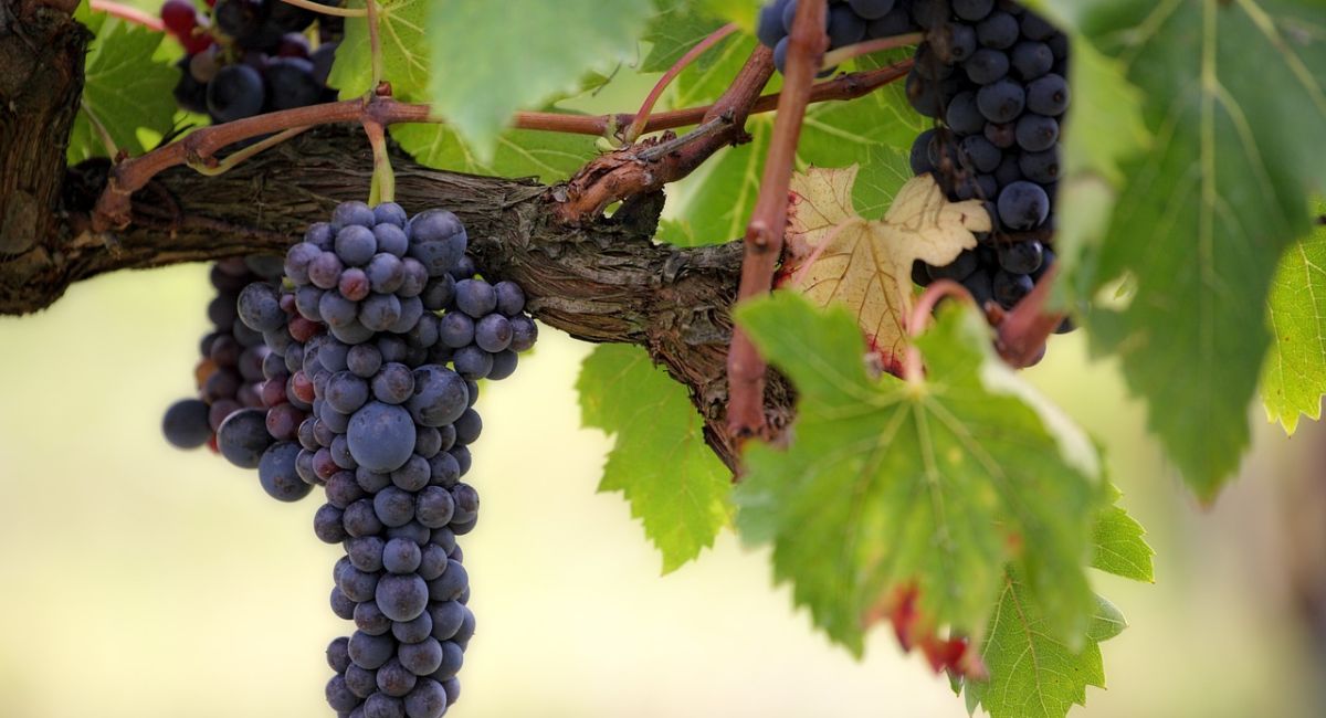 La riproduzione della vite